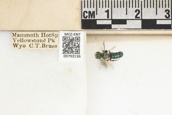 Media type: image; Entomology 793136   Aspect: Labels